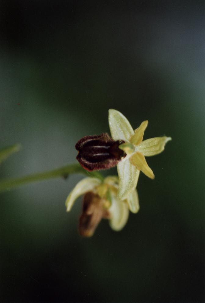 Dactylorhiza, Himantoglossum, Ophrys, Orchis